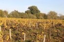 Vignes nantaises